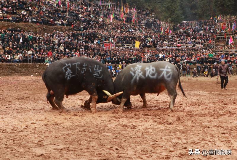 歡樂鬭牛怎麽玩，侗族同胞傳統競技賀新春