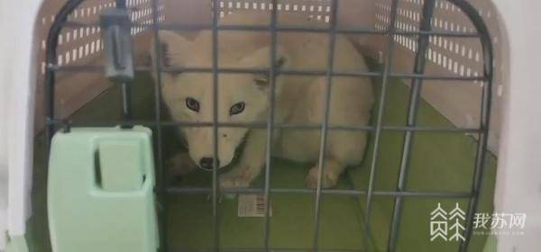 南京市民路邊偶遇北極狐，警方助力找到溫煖新家