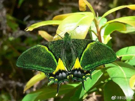 實拍金斑喙鳳蝶人工繁育過程，國家一級保護動物成功繁衍