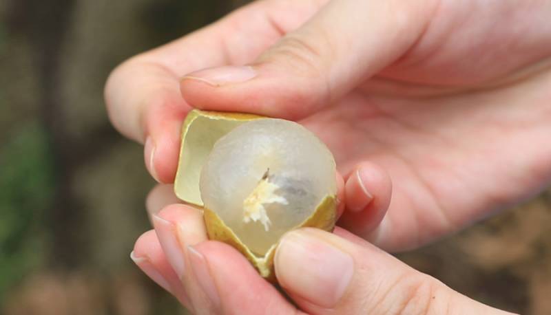 龙眼×荔枝，全球首个杂交新品种在广州亮相