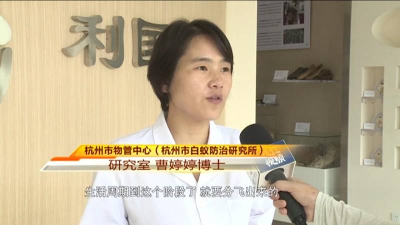 劉畊宏直播打白蟻引關注 專家提醒注意家居蟻害