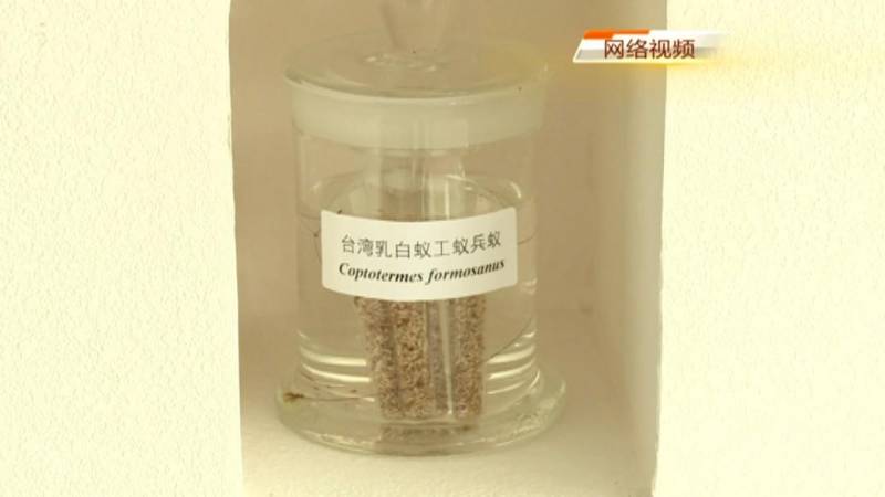 刘畊宏直播打白蚁引关注 专家提醒注意家居蚁害