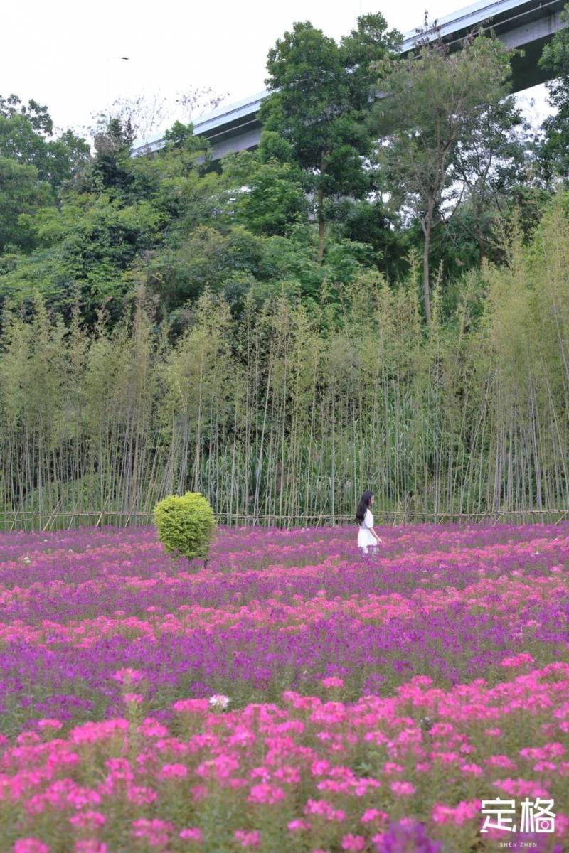 龙岗花谷已盛开，错过等一年