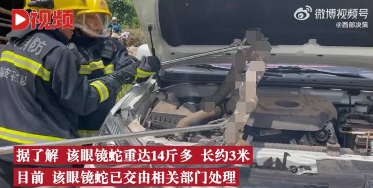 惊险万倍！3米长眼镜蛇卡在引擎盖内，救援人员小心翼翼施救！