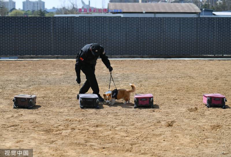 福仔走村，网红柯基警犬的精彩训练瞬间！