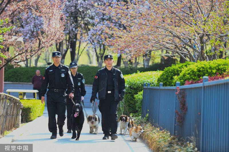 福仔走村，网红柯基警犬的精彩训练瞬间！