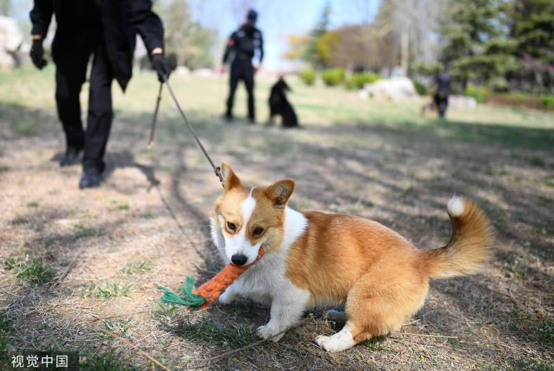 福仔走村，网红柯基警犬的精彩训练瞬间！