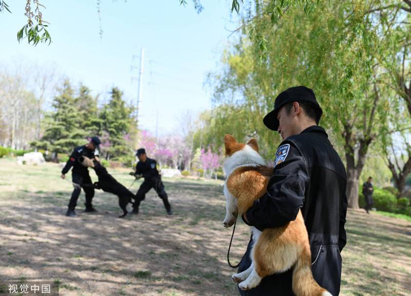 福仔走村，网红柯基警犬的精彩训练瞬间！