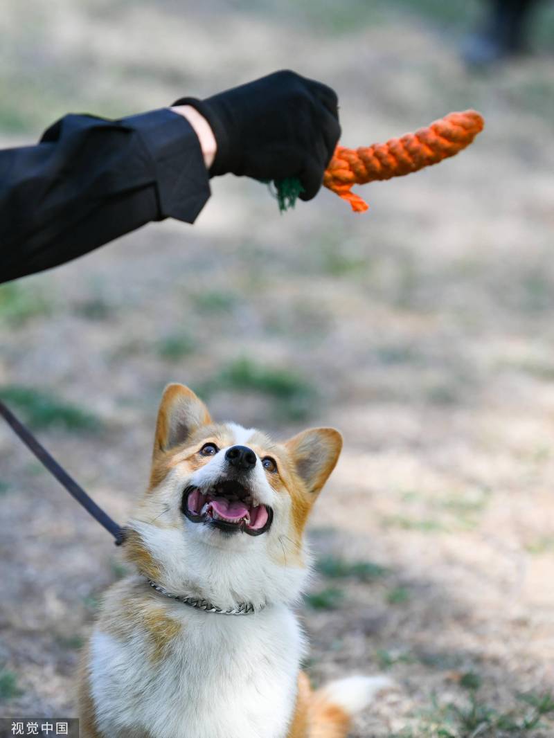 福仔走村，网红柯基警犬的精彩训练瞬间！