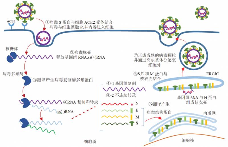 比台风天更恐怖的灾难，比尔盖茨预警新病毒威胁