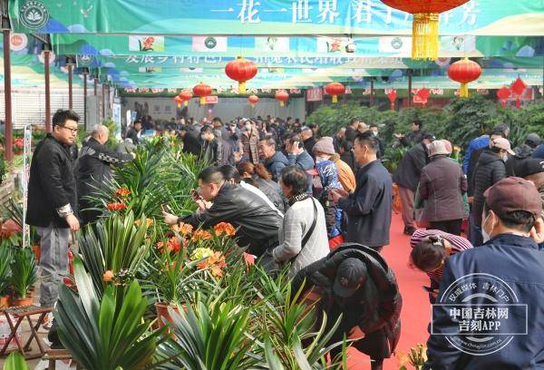 第十七届中国长春君子兰节开幕首日人气旺，展览规模创新高