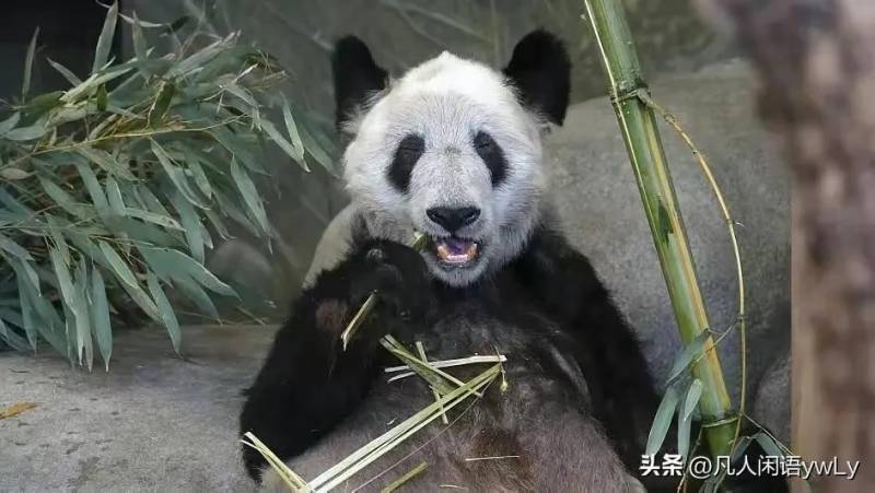你见过如此皮包骨头的熊猫吗？看到旅美大熊猫“丫丫”皮包骨头的身影真让人心痛落泪！