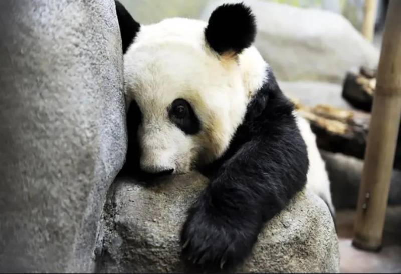 大熊猫丫丫3月29日最新视频高兴的玩耍，明显可见快乐增重