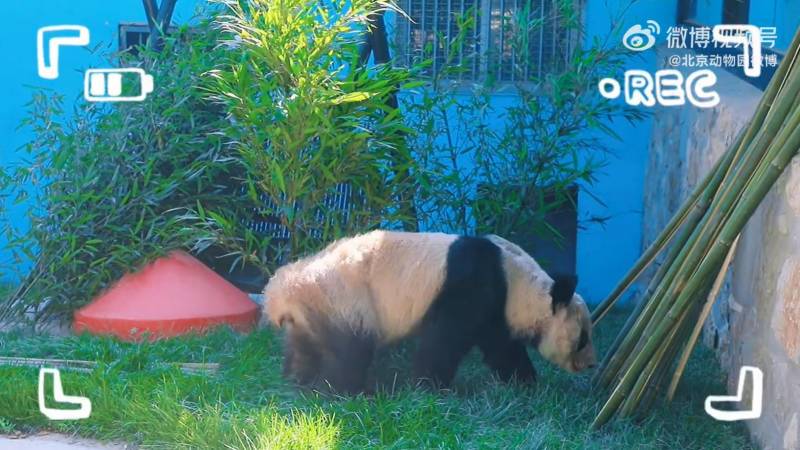 大熊猫丫丫3月29日最新视频高兴的玩耍，明显可见快乐增重