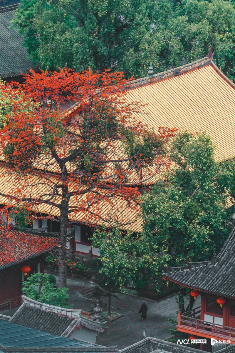 广州木棉盛放，春日美景如画！