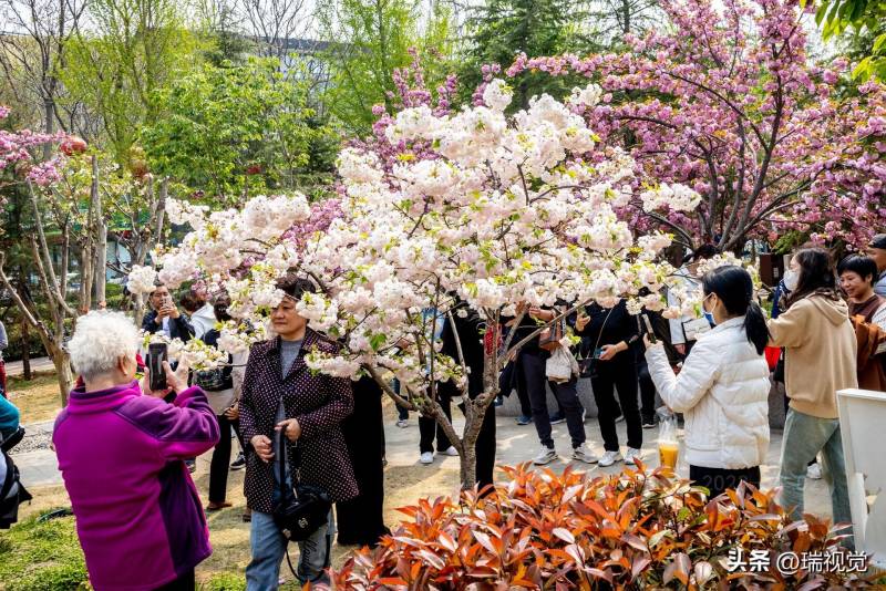 河南鶴壁櫻花盛會上縯 數十萬遊客共赴春日賞花盛宴