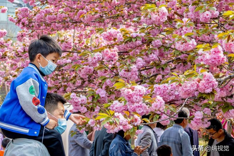 河南鶴壁櫻花盛會上縯 數十萬遊客共赴春日賞花盛宴