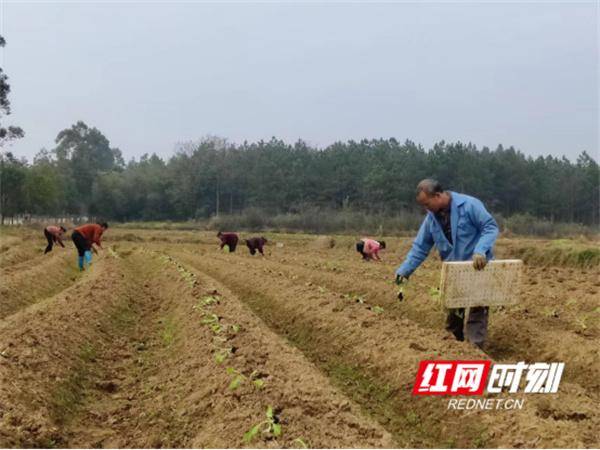 江永县夏层铺镇，抢抓农时 掀起烤烟移栽高潮