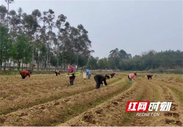 江永县夏层铺镇，抢抓农时 掀起烤烟移栽高潮