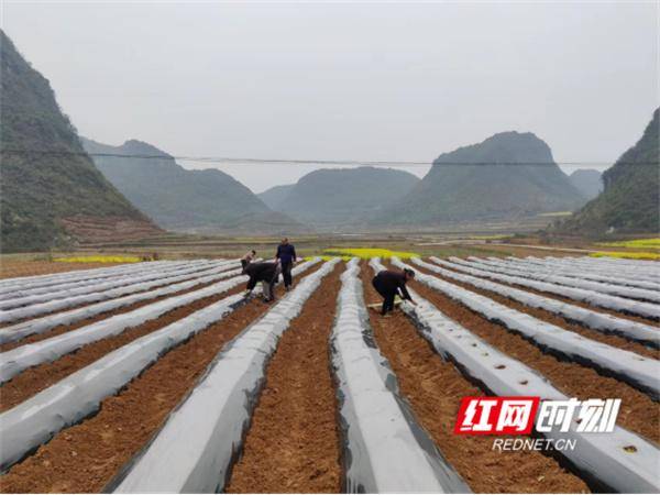 江永县夏层铺镇，抢抓农时 掀起烤烟移栽高潮