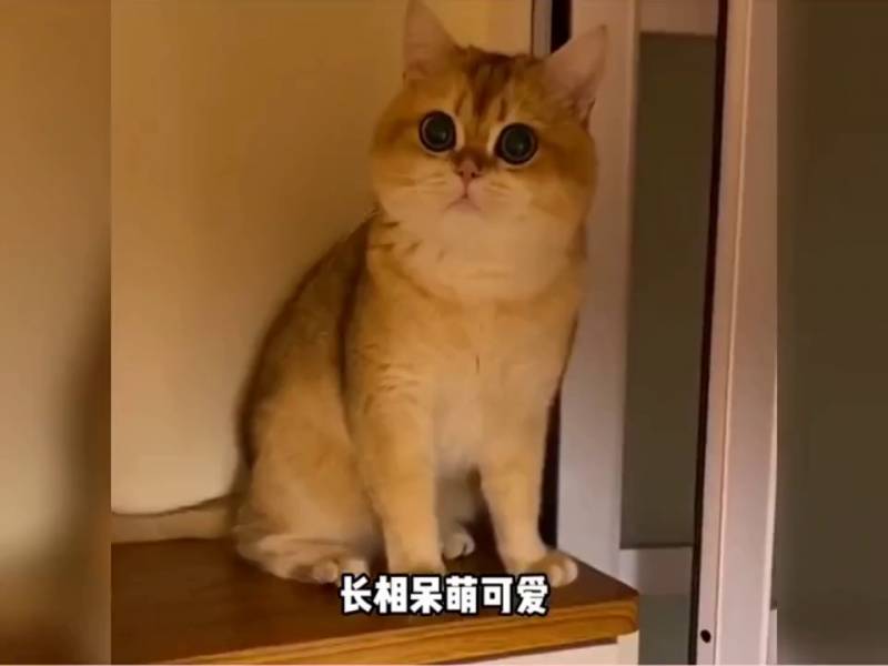 这些猫猫长大后有多可爱，萌化人心，哪只才是你的pick？