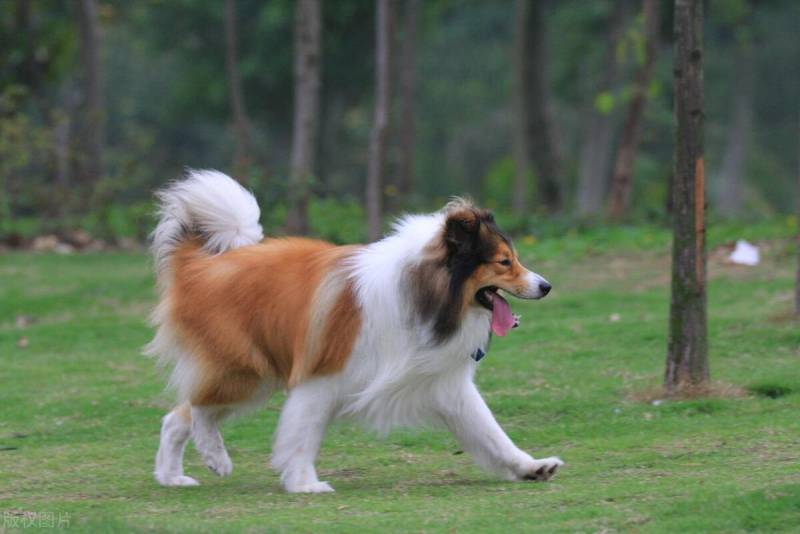 苏格兰牧羊犬，魅力与争议并存的家庭宠物