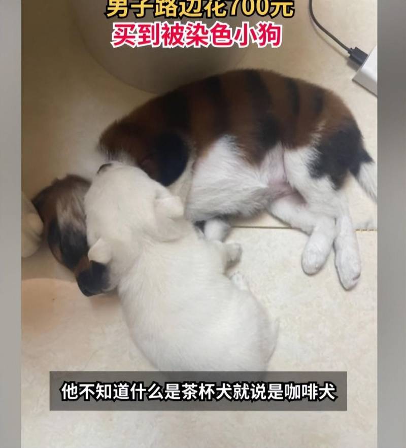 男子花700块买虎皮犬，炫耀给女儿后却沉默了