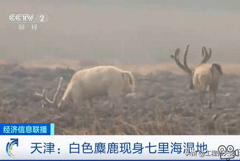 天津七裡海溼地公園，揭秘中國北方的重要溼地生態