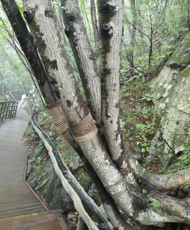 全文小说，依依深情寄凉心，痴情风雨话凄美