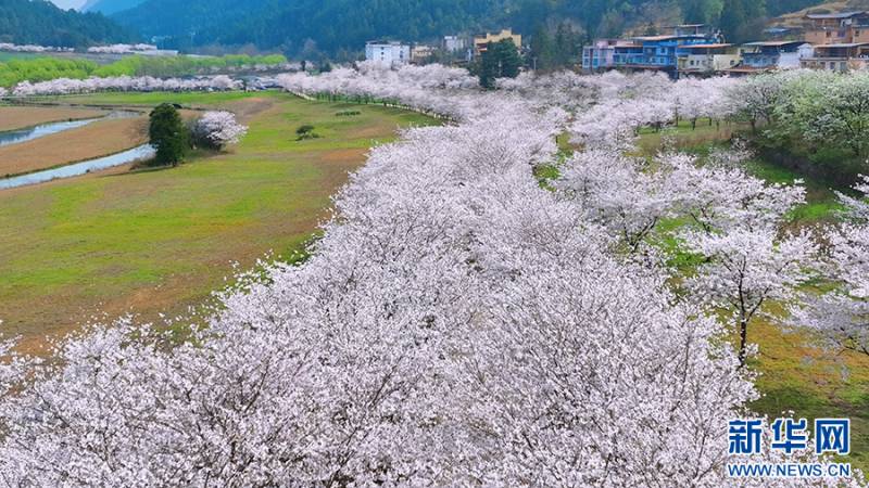 重庆涪陵，早春高山樱花迎客来