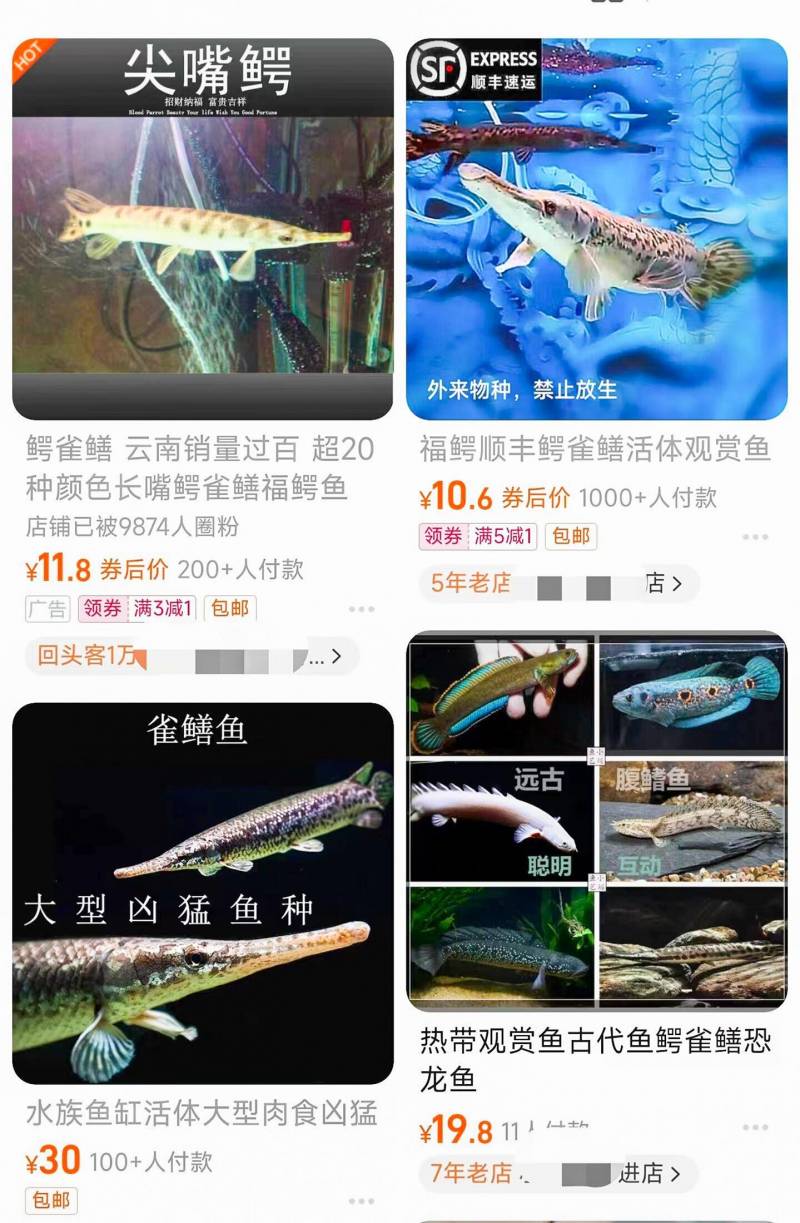 河南汝州抽干湖水捕捞鳄雀鳝 背后非法交易网络浮现