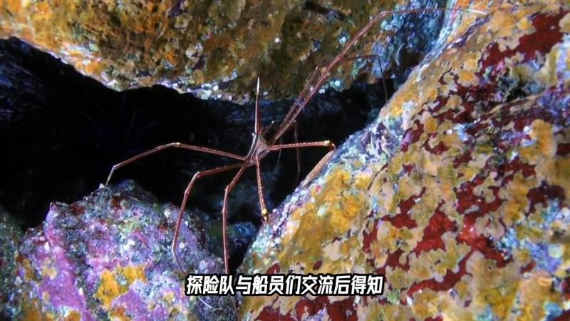 孤岛惊魂，探险队野兽袭击，生死搏斗#险境