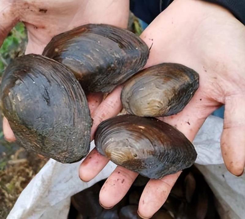 野生河蚌‘食用安全引关注，内行详解河边无人问津的原因