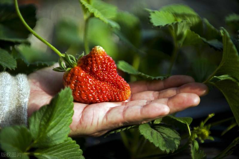 为什么大草莓都长得很畸形？激素真的是罪魁祸首吗？科学分析，让你了解真相