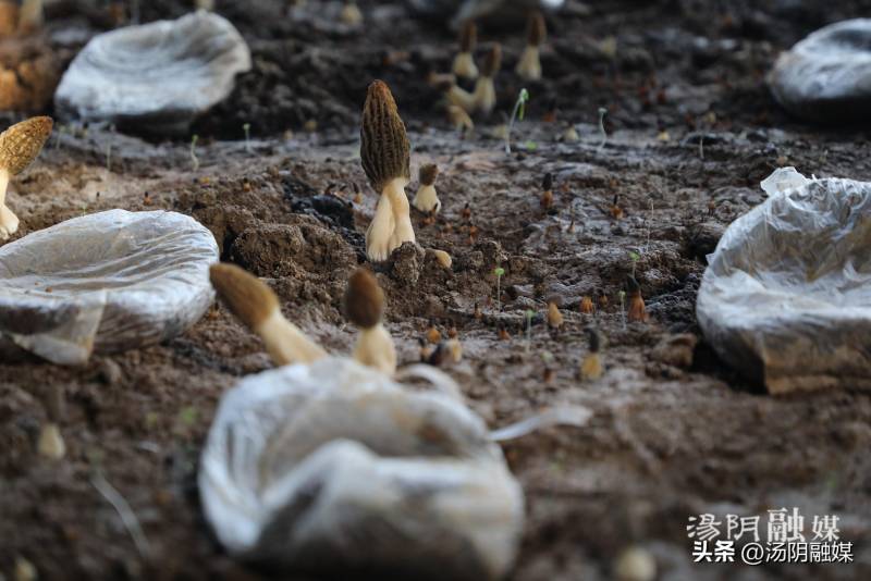 汤阴县伏道镇食用菌种植产业迎来新春,产业升级助力乡村振兴