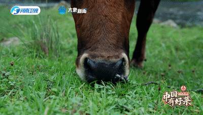 信阳老张炖菜，炖出地方特色，共享美味佳肴！