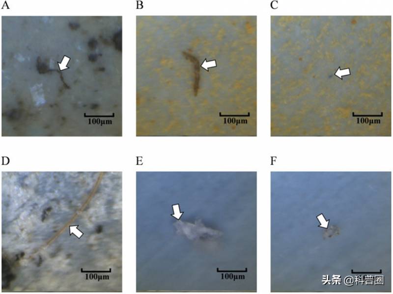 塑料已进入人类体内，研究人员揭示微塑料污染对人体器官的影响