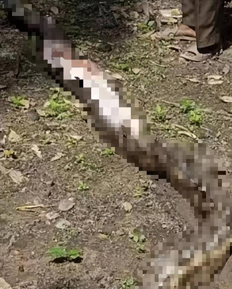 印尼惊现7米巨蟒吞食54岁女子，警惕8.2米蟒蛇仍在附近游荡