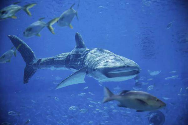 国内鲸鲨去哪看？全球首条国产仿生鲸鲨亮相上海海昌海洋公园