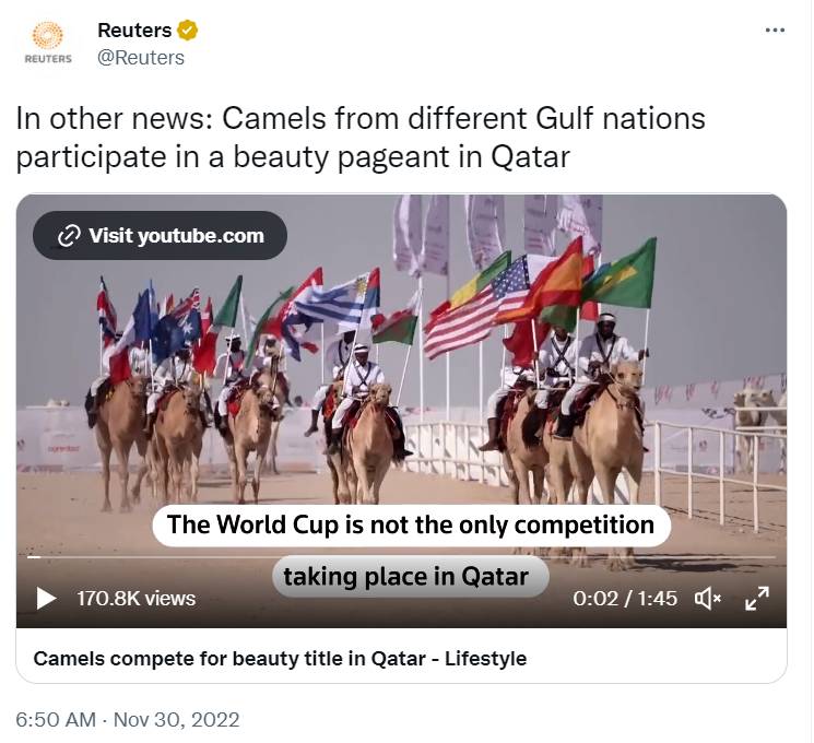 了解駱駝流感，卡塔爾世界盃“駱駝流感”真相