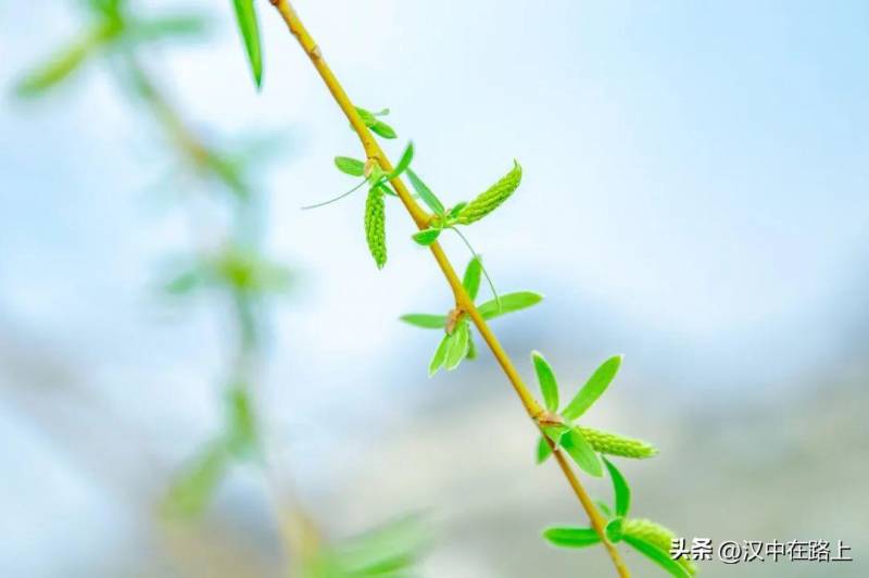 每一帧都是绝美汉中，千年古韵在兴汉胜境流转